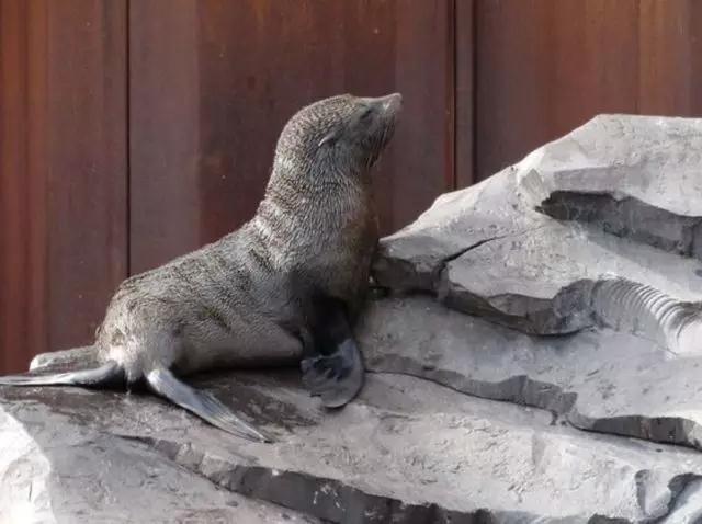 永久鋼板樁建造動物園極地館